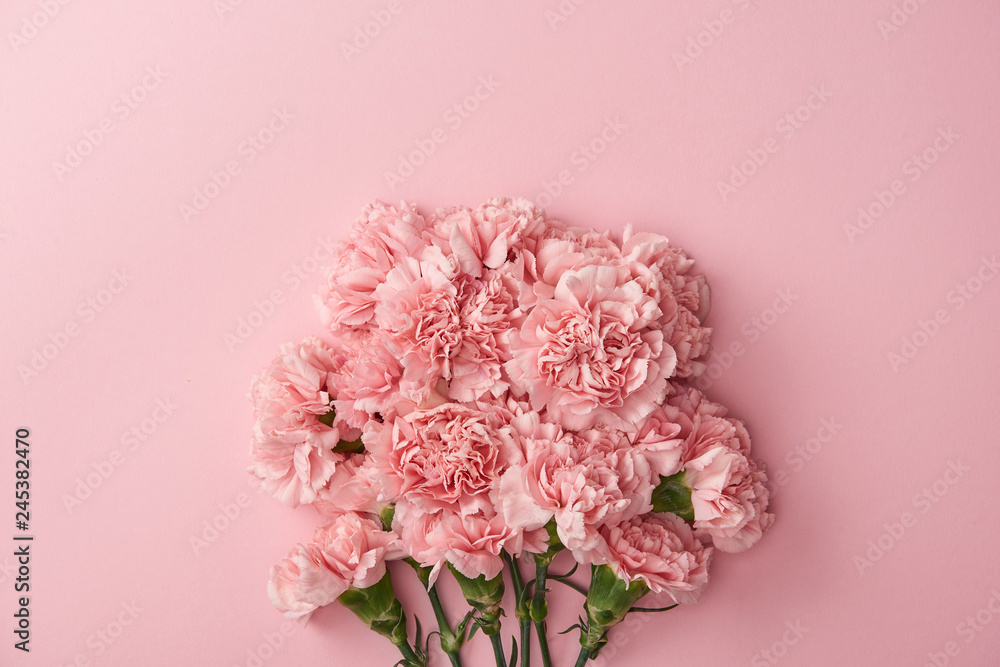 beautiful pink carnation flowers isolated on pink background beautiful pink carnation flowers isolated on pink background