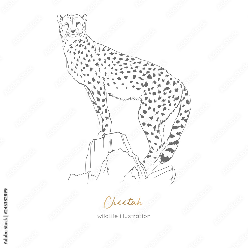 Vector illustration of cheetah standing on dry tree. Hand drawn ink realistic sketching isolated on white. Perfect for logo branding t-shirt coloring book design. Vector illustration of cheetah standing on dry tree. Hand drawn ink realistic sketching isolated on white. Perfect for logo branding t-shirt coloring book design.