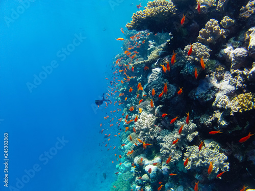 a flock of red coral fish swimming along the reef