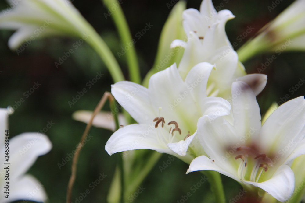 Fototapeta premium WHITE FLOWER