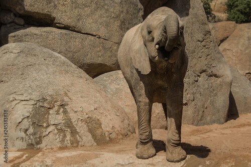 Elefante bebiendo agua con su trompa photo