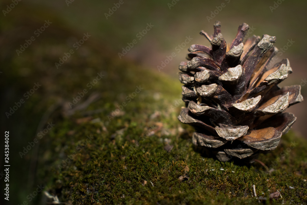 Isolated pine cone on a pine tree bark