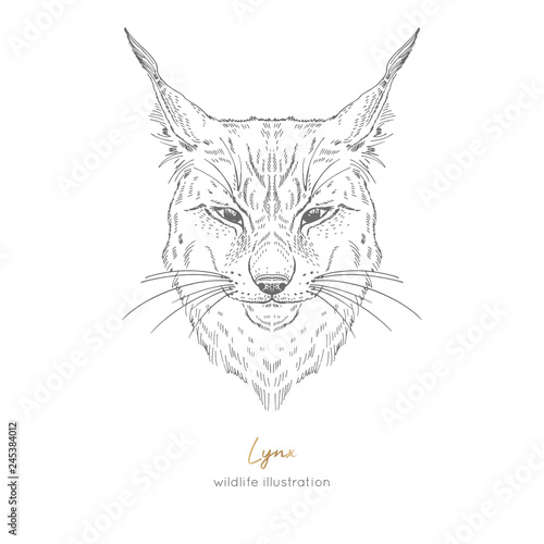 Fototapeta Naklejka Na Ścianę i Meble -  Symmetrical Vector portrait illustration of lynx. Hand drawn ink realistic sketching isolated on white. Perfect for logo branding t-shirt coloring book design.