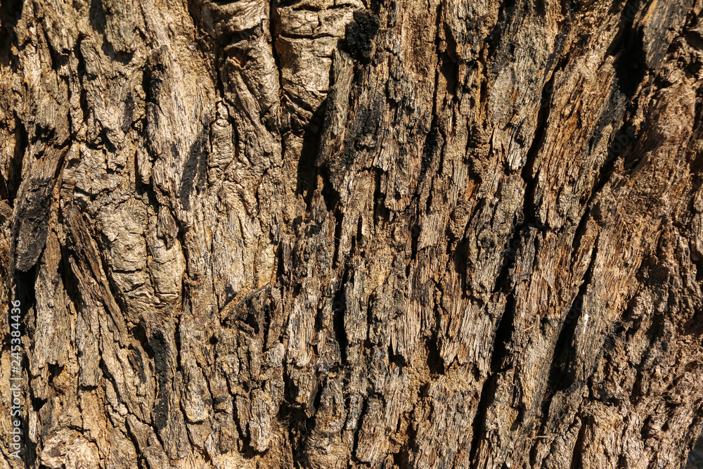 Obraz premium Tree bark Texture