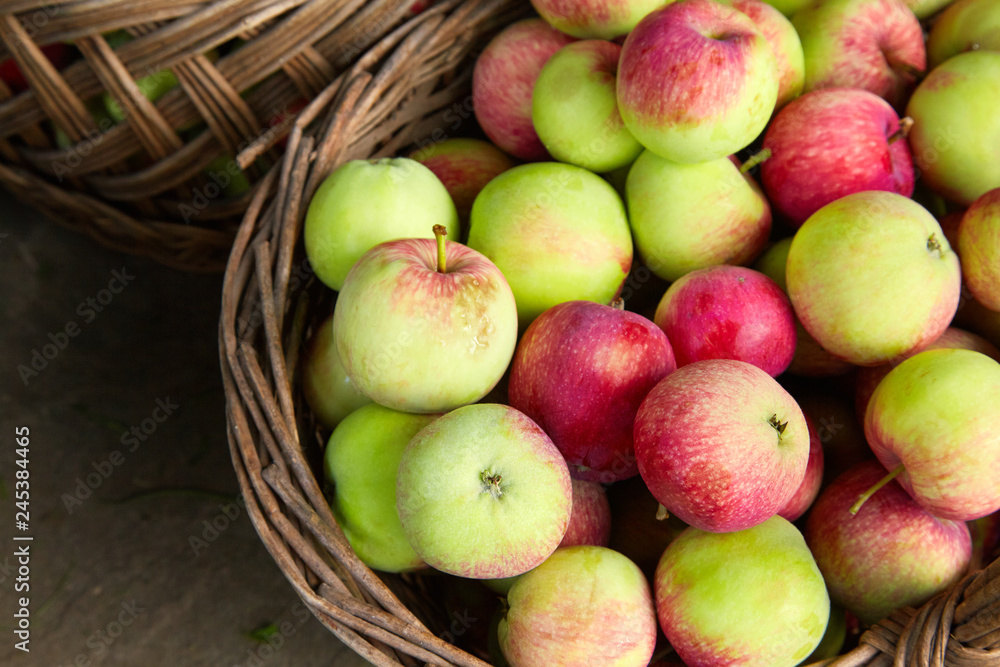 Ripe apples in the basket. Harvest time