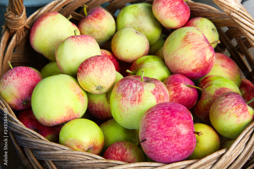 Ripe apples in the basket. Harvest time Ripe apples in the basket. Harvest time
