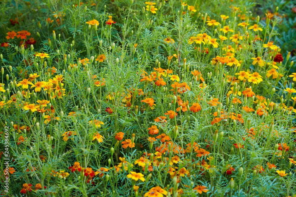 Bright orange marigold flowers closeup. Blackbringer flowerbed (Tagetes erecta, Mexican, Aztec or African marigold)