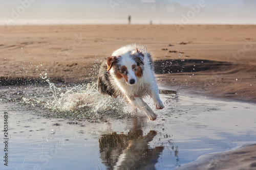 Fototapeta Parro Pastor Australiano corriendo sobre un charco de agua en la playa