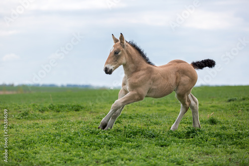 Palomino foal running on the meadow. © Osetrik