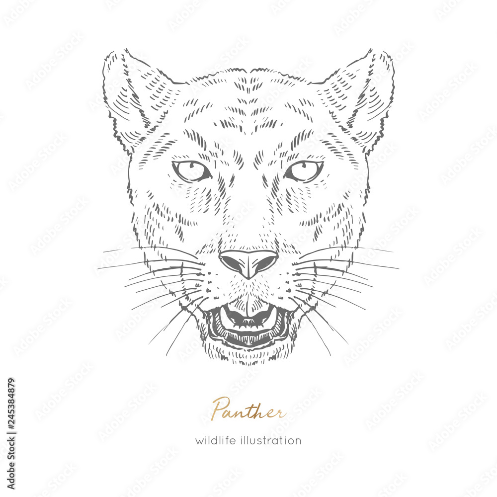 Symmetrical Vector portrait illustration of roaring black panther. Hand drawn ink realistic sketching isolated on white. Perfect for logo branding t-shirt coloring book design. Symmetrical Vector portrait illustration of roaring black panther. Hand drawn ink realistic sketching isolated on white. Perfect for logo branding t-shirt coloring book design.