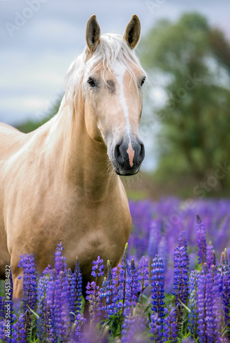 Portrait of a palomino horse on lupine flowers background.