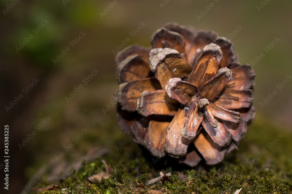 Open Pine cone laid on a mossy area close up Open Pine cone laid on a mossy area close up