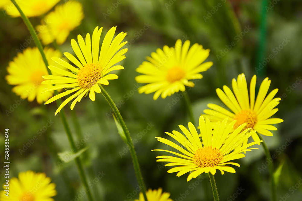 The Doronicum orientale (Leopard's Bane). Season blooming Perennial flowers in early spring garden. Beauty of nature. The Doronicum orientale (Leopard's Bane). Season blooming Perennial flowers in early spring garden. Beauty of nature.