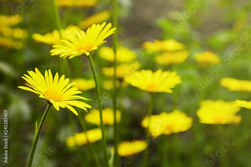 The Doronicum orientale (Leopard's Bane). Season blooming Perennial flowers in early spring garden. Beauty of nature.