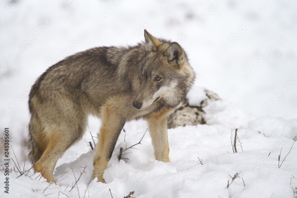 Naklejka premium parco nazionale d'abruzzo