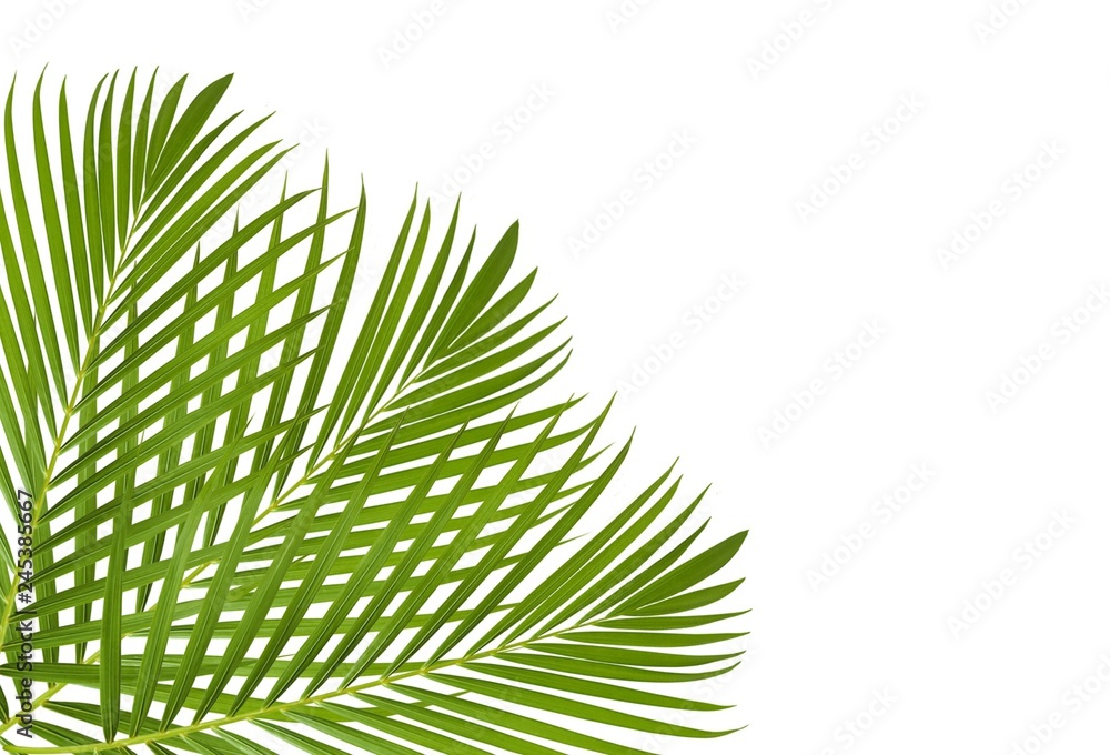 Leaf illustrations with white background