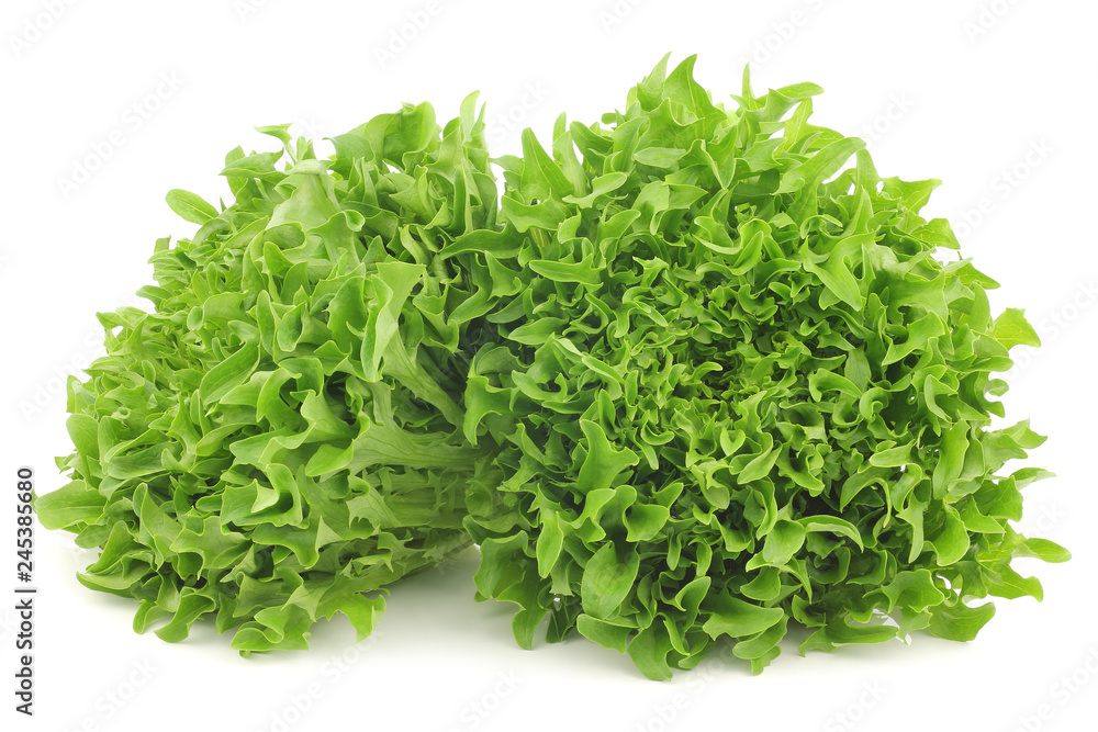 freshly harvested curly lettuce on a white background freshly harvested curly lettuce on a white background