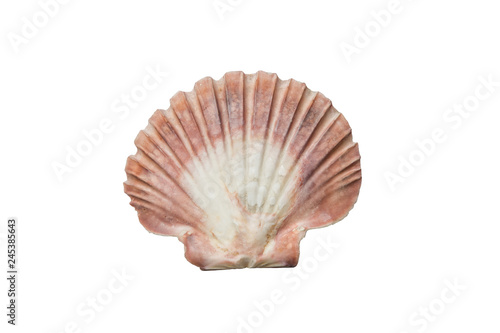 Sea shells on a white background isolated