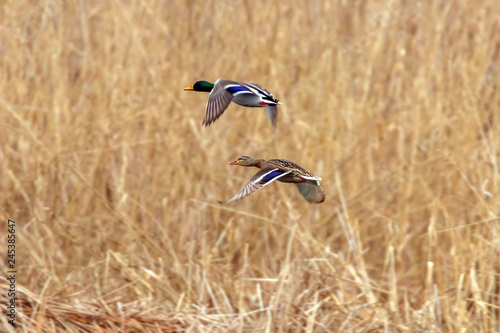 Quadro su tela Mallard duck in flight, duck hunting season