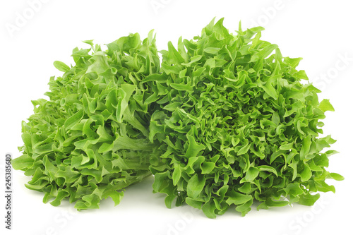 freshly harvested curly lettuce on a white background