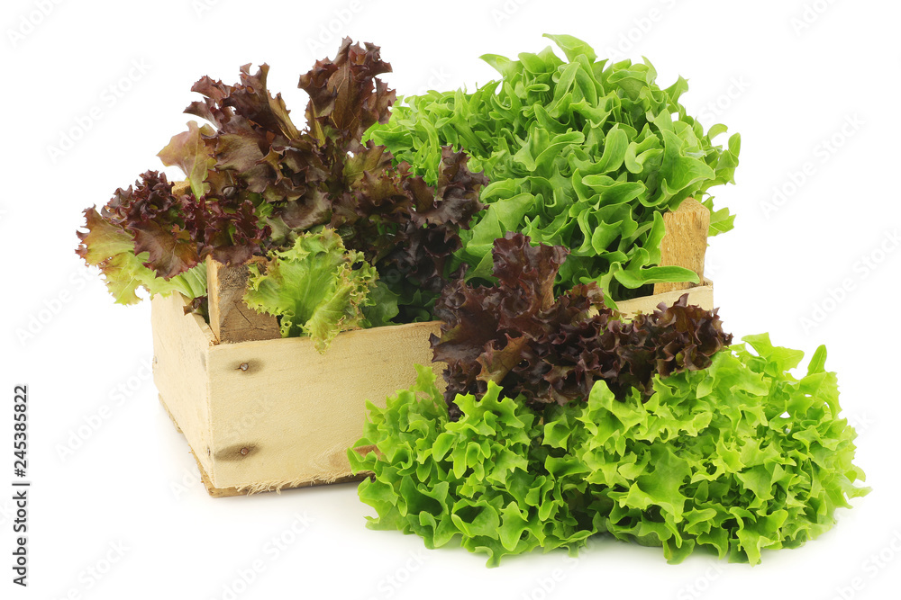 freshly harvested red and green curly lettuce on a white background freshly harvested red and green curly lettuce on a white background