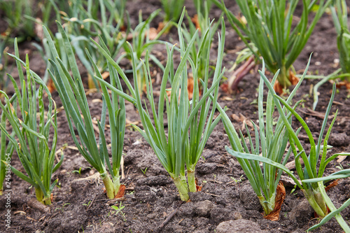 Young green onion on bed. green onion cultivation. Green onion field on a farm