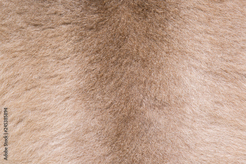 Wallaby fur texture background.