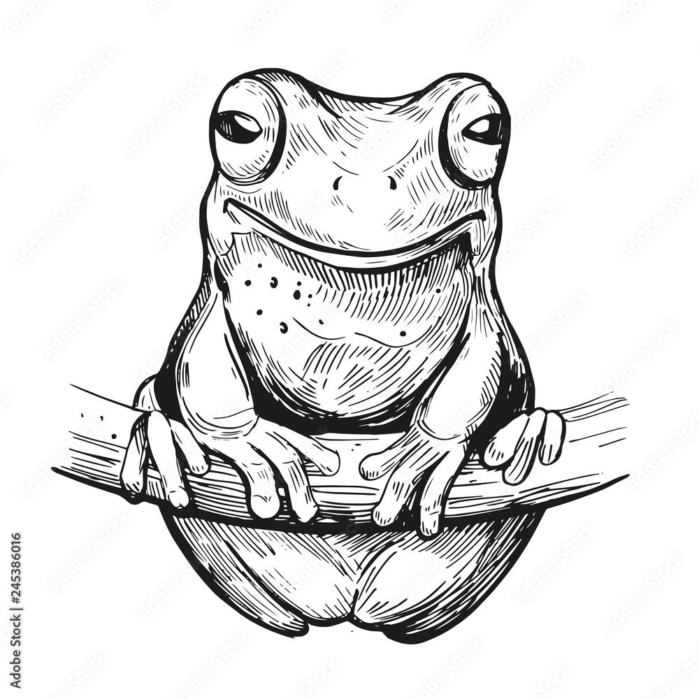 Naklejka premium Sketch of frog. Hand drawn illustration. Vector. Isolated