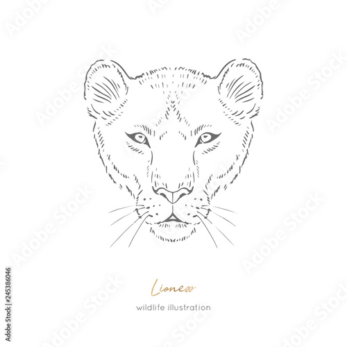 Symmetrical Vector portrait illustration of wild lioness cat. Hand drawn ink realistic sketching isolated on white. Perfect for logo branding t-shirt coloring book design.