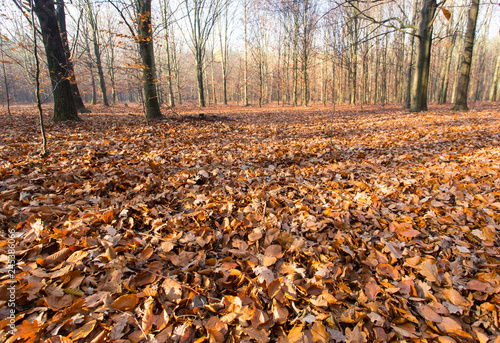jesienny las usłany liśćmi, pejzaż jesienny