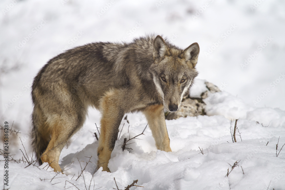 Fototapeta premium parco nazionale d'abruzzo