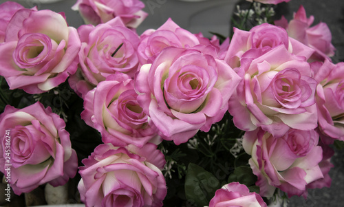 Fresh and fragrant roses