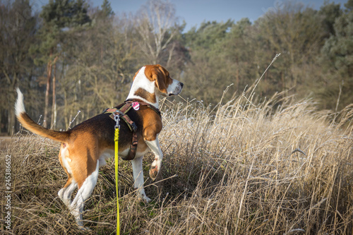 Hunting dog shows a trail of Wild Animal with his paw