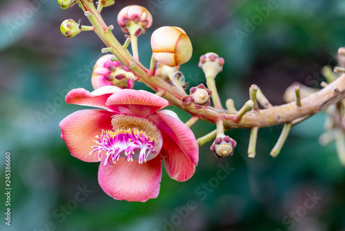 Saint Vincent and the Grenadines, Cannonball tree flowers, Couroupita guianensis