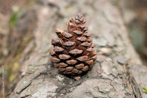 Pine cone at the center of the frame, placed at the pine tree bark