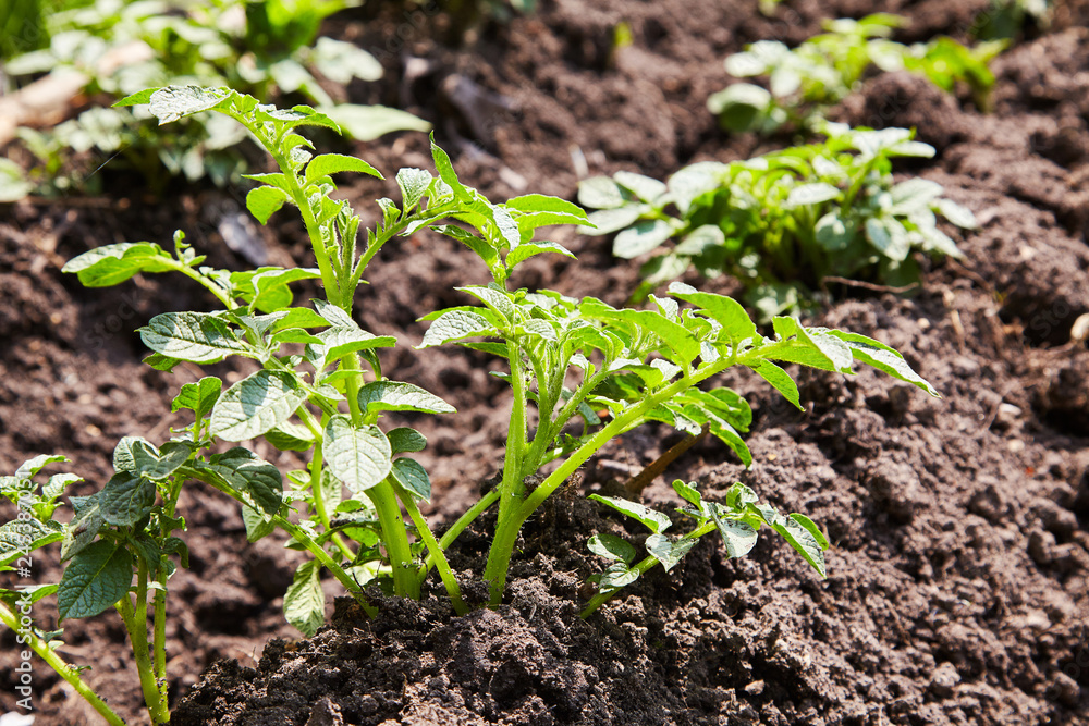 Obraz premium Young potato plants growing on the soil in rows. Potato bush in the garden. Healthy young potato plant in organic garden.