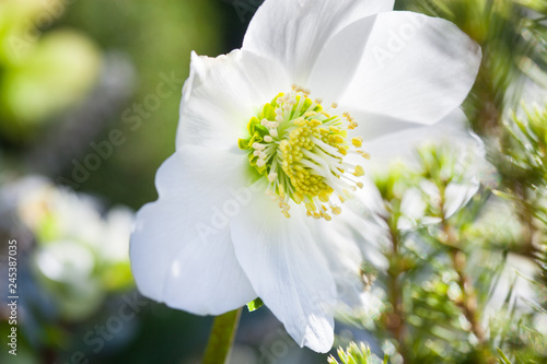 Foto Close-up photo of beautiful Christmas rose (Helleborus niger) white flower in wi
