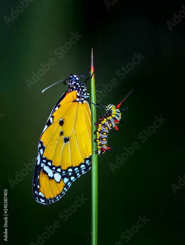 Niesamowity moment, motyl Monarch wyłaniający się z poczwarki