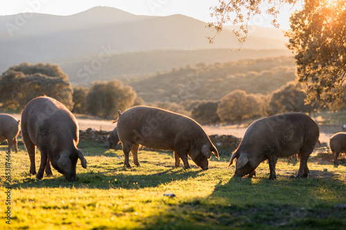 Vászonkép Iberian pigs in the nature eating
