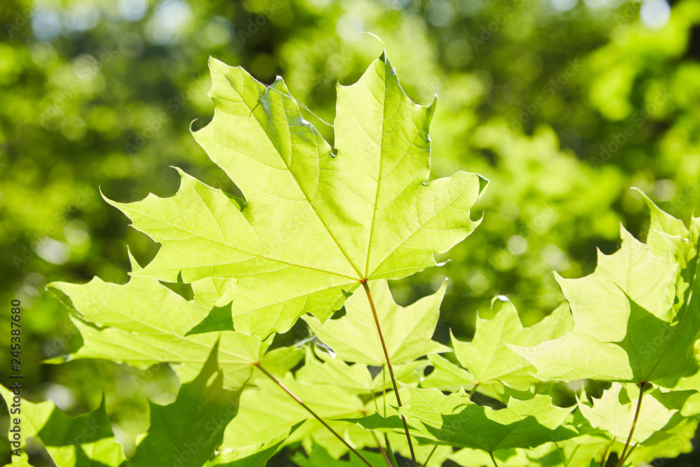 Maple Leaves in the Sunshine beams Maple Leaves in the Sunshine beams