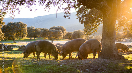Iberian pigs in the nature eating photo