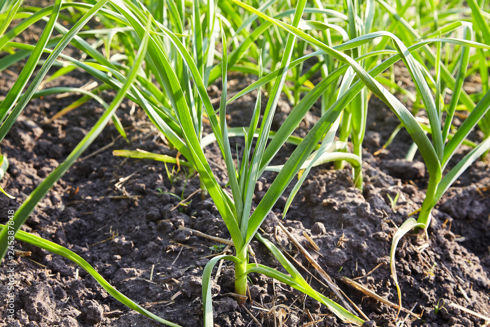 Field with green garlic, young garlic, sprouts of garlic on dark earth, agriculture. Young garlic plants grows in a field. Field with green garlic, young garlic, sprouts of garlic on dark earth, agriculture. Young garlic plants grows in a field.