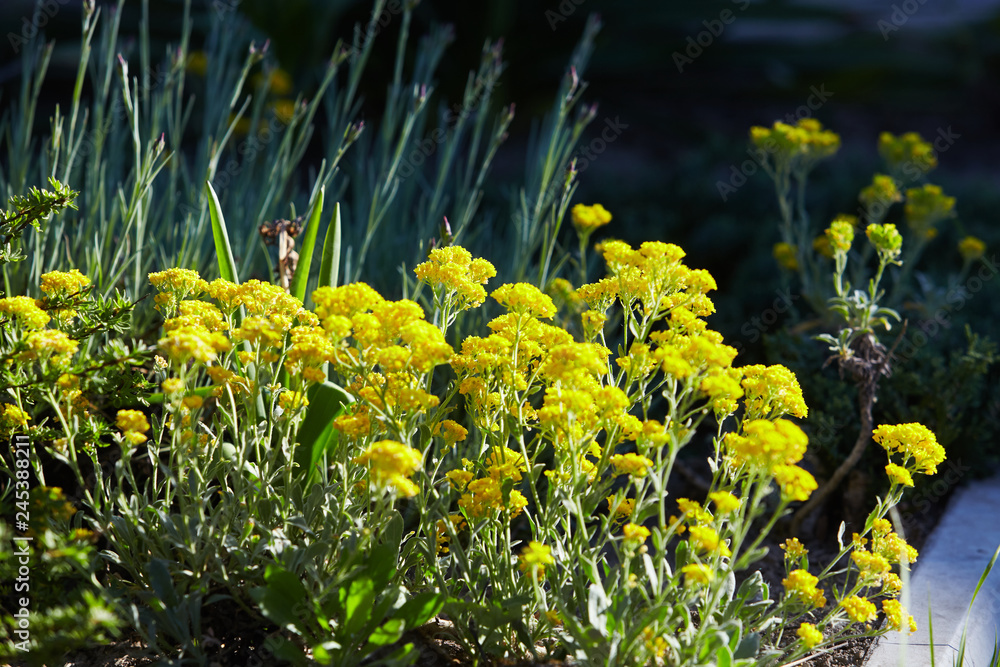 Yellow flowers of helichrysum arenarium immortelle on green blurry background 