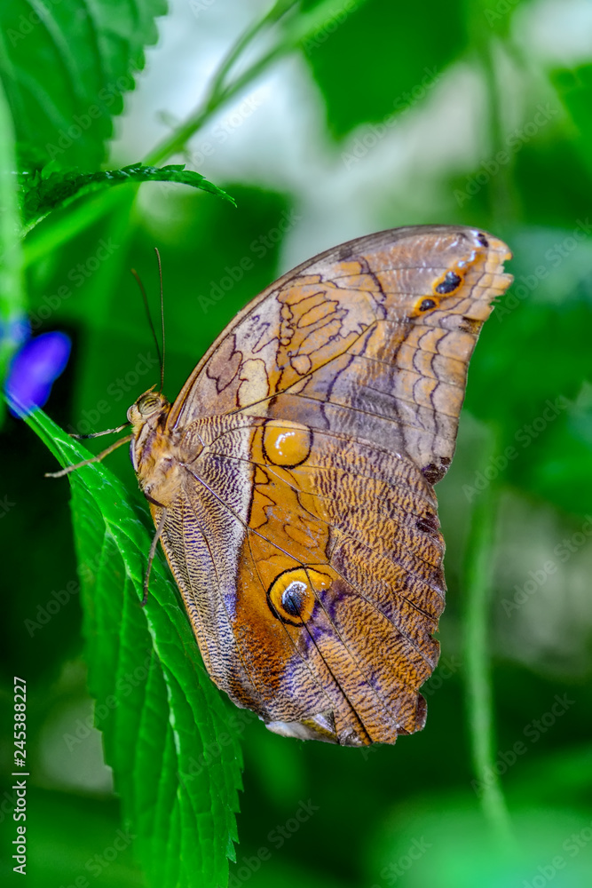 Fototapeta premium Closeup beautiful butterfly sitting on flower