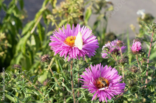 Fototapeta Naklejka Na Ścianę i Meble -  белоснежная бабочка на красивых садовых цветах