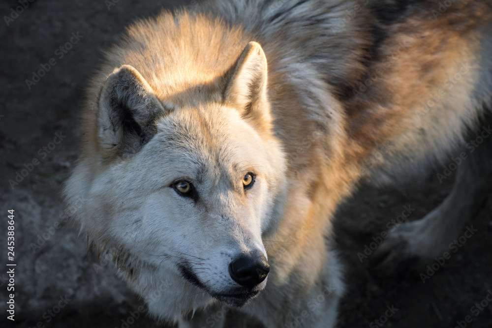 El gran lobo del ártico El gran lobo del ártico