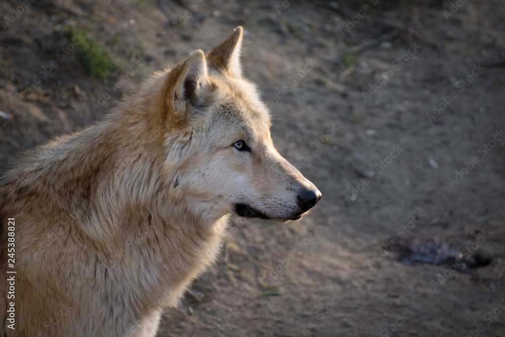 El gran lobo del ártico