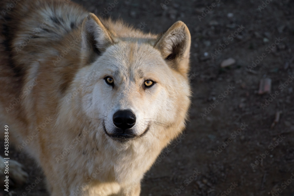 Fototapeta premium El gran lobo del ártico