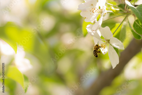 Honey bee is collecting pollen on a beautiful blossoming apple tree against blurred background