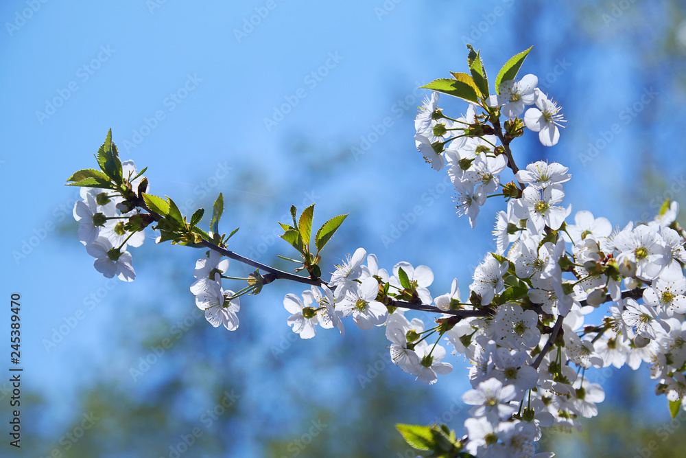 Flowering fruit tree on a spring day
